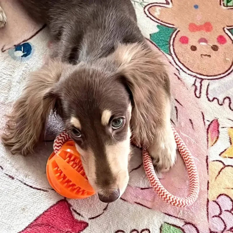 2pcs of dog rope treat balls|Handheld design,durable material,helps clean teeth,and suitable for daily training and interaction